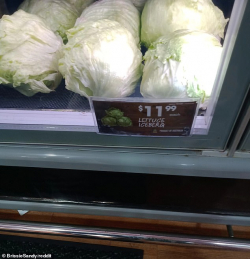 “Lettuce” Determine the True Nature of Inflation